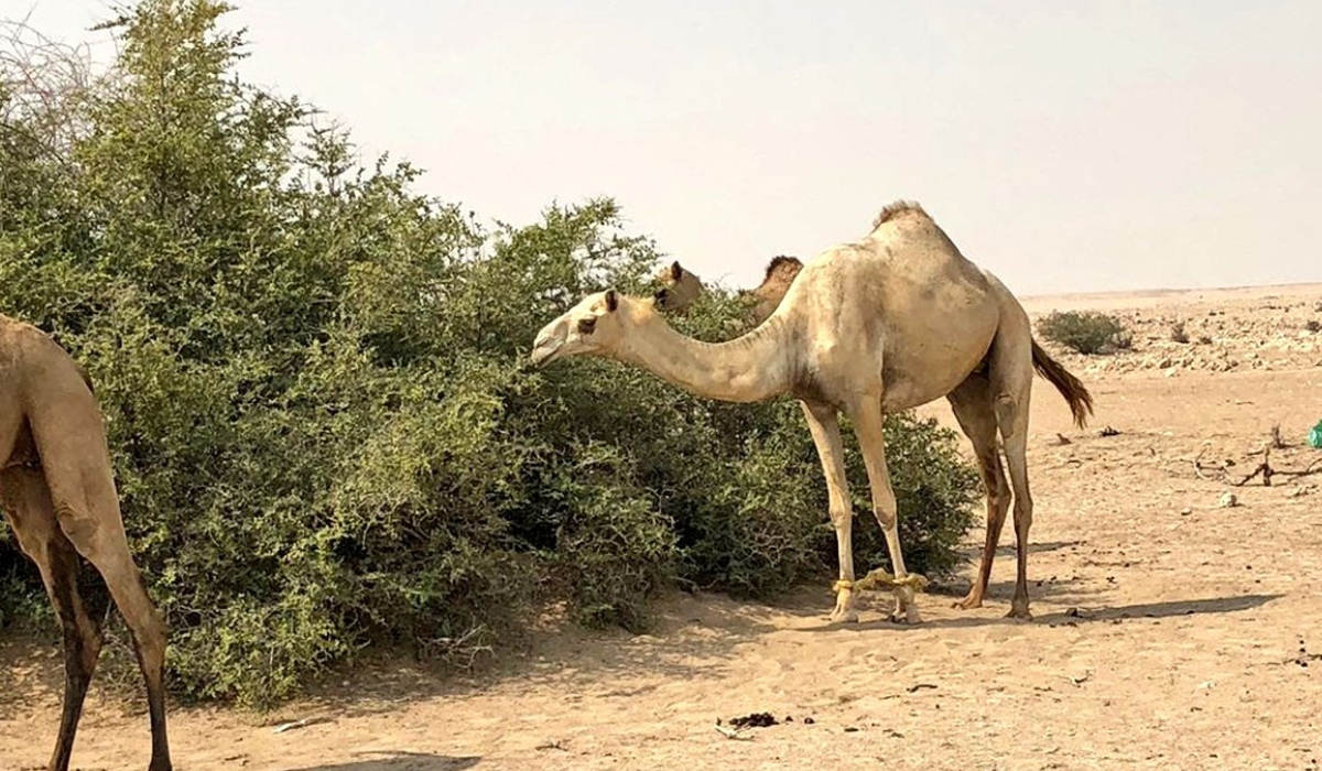Qatar Environment Ministry Conducts Over 1,700 Inspections in First Quarter of 2026